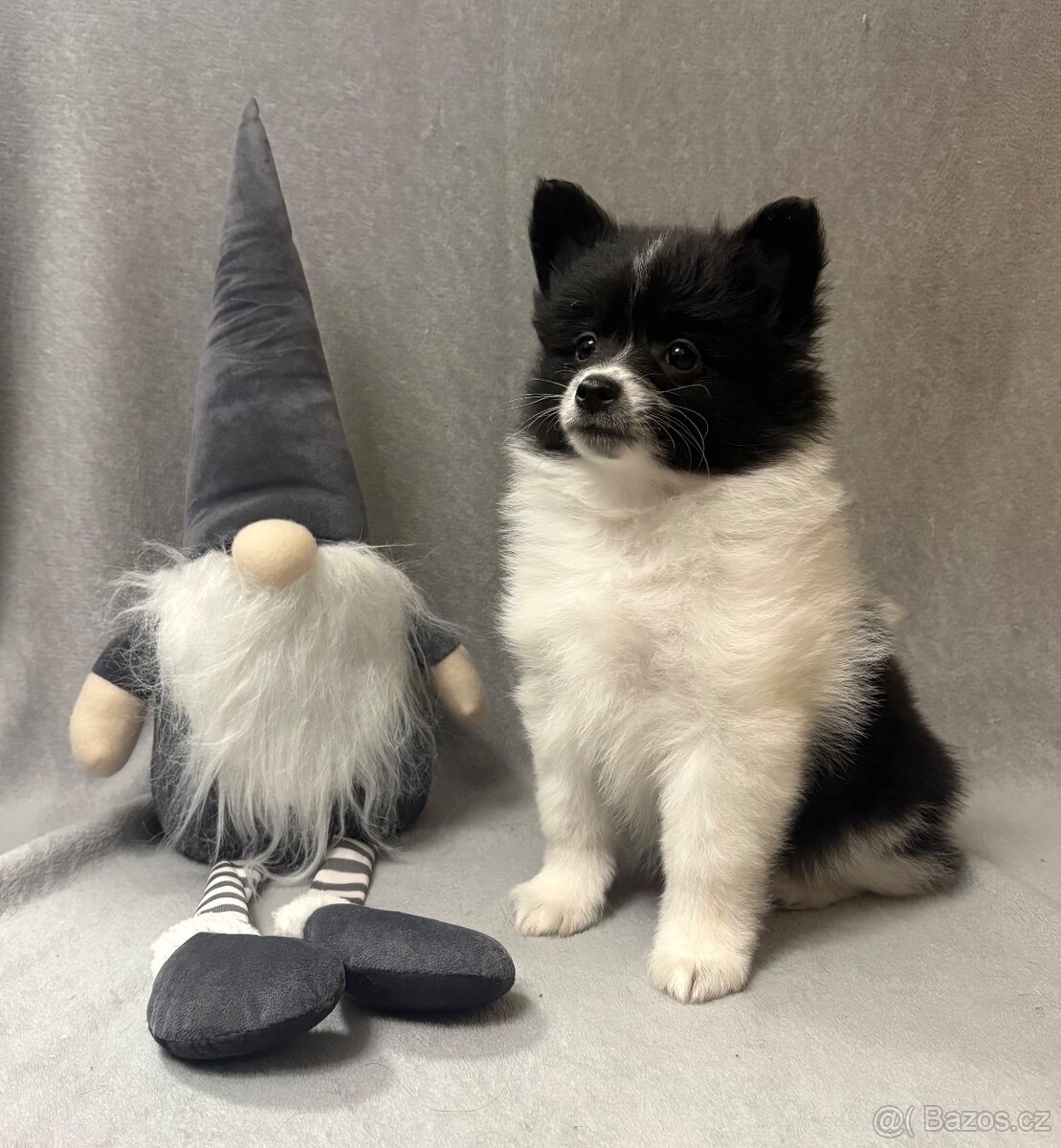 Německý špic s PP