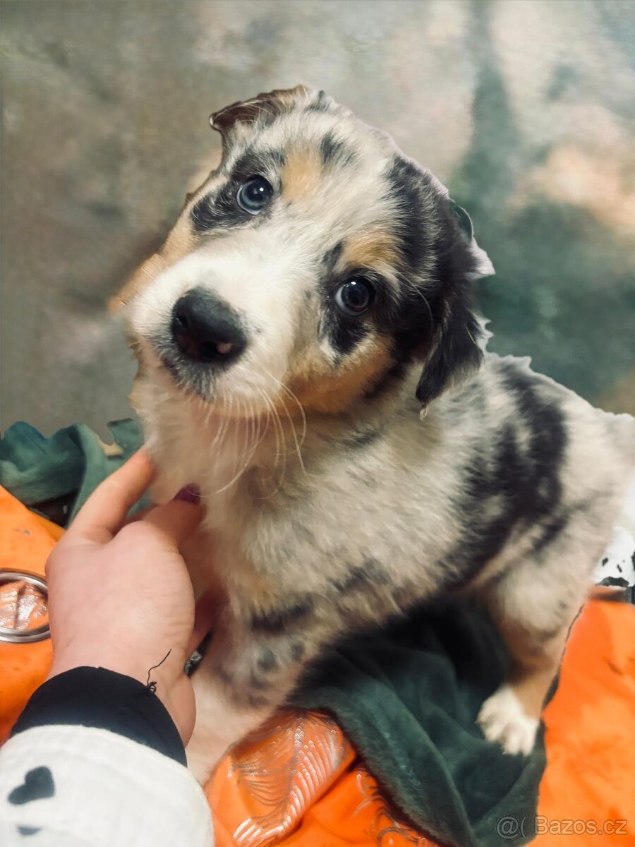 Australský ovčák stěňátka