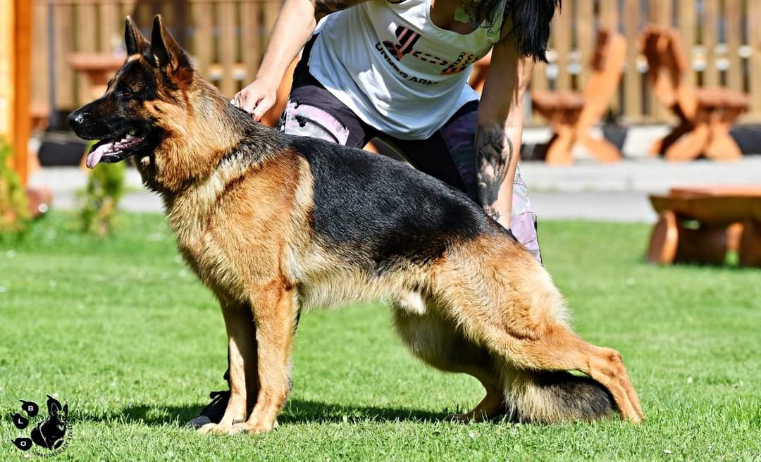 Německý ovčák krátkosrstý nabídka krytí