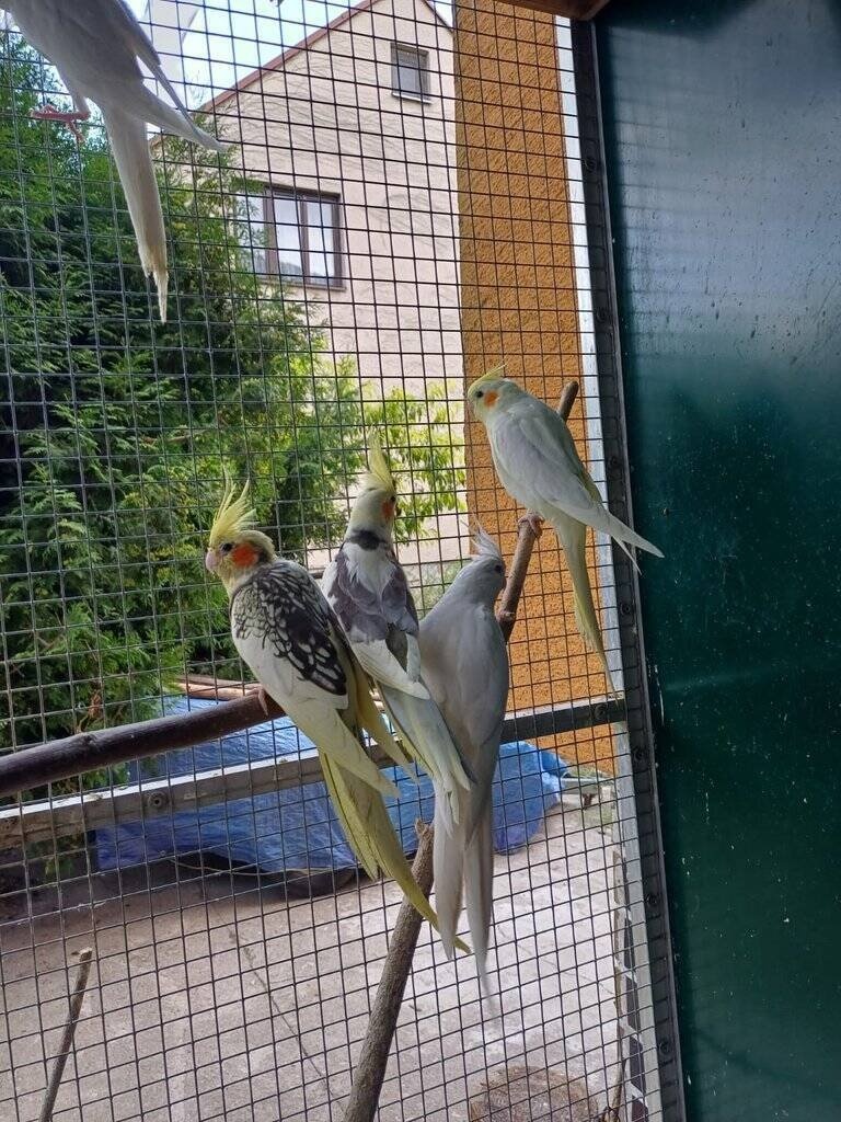 Prodám korely chocholaté