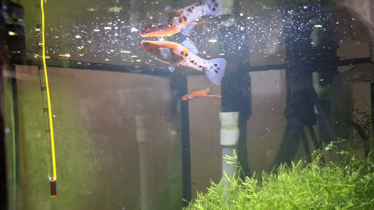 Mečovka trikolora ( usurijská)