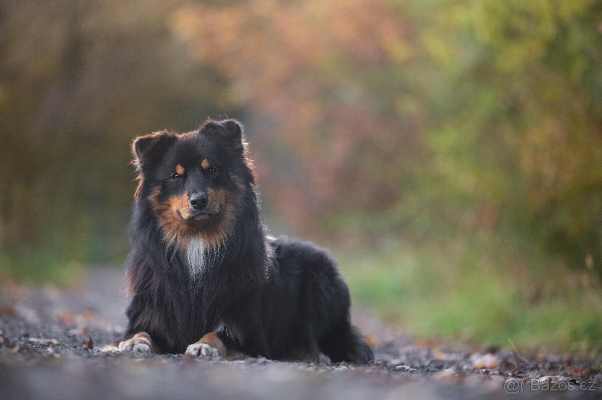 Australský ovčák - AUO