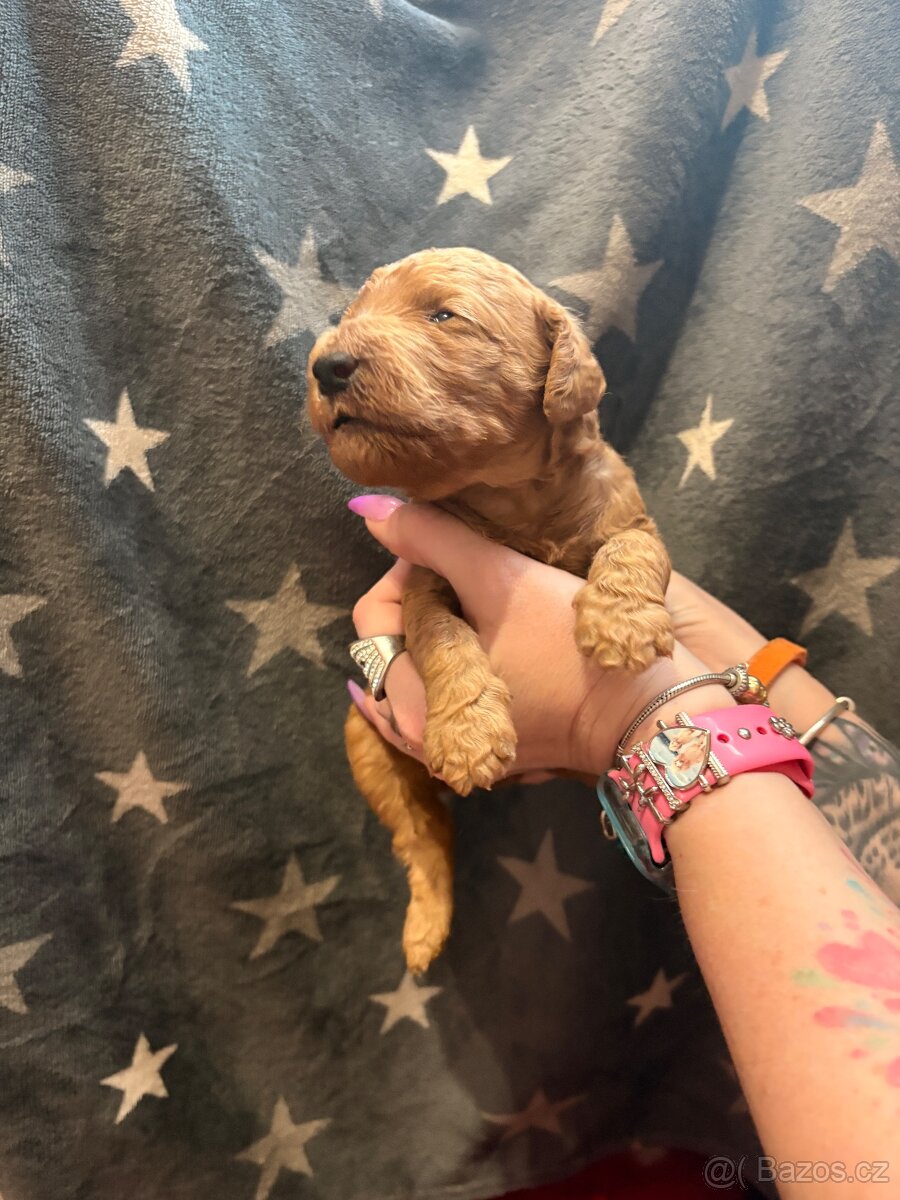 Pudl královský - Fawn