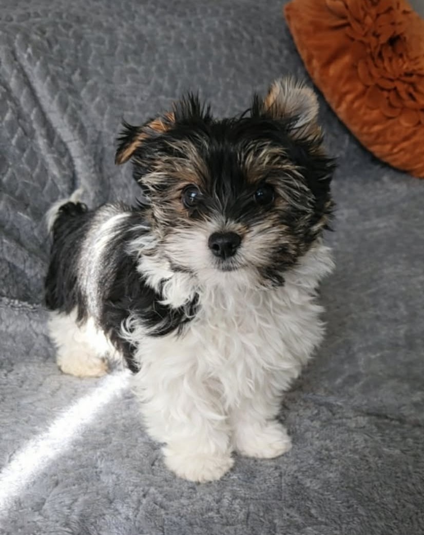 Biewer yorkshire terier