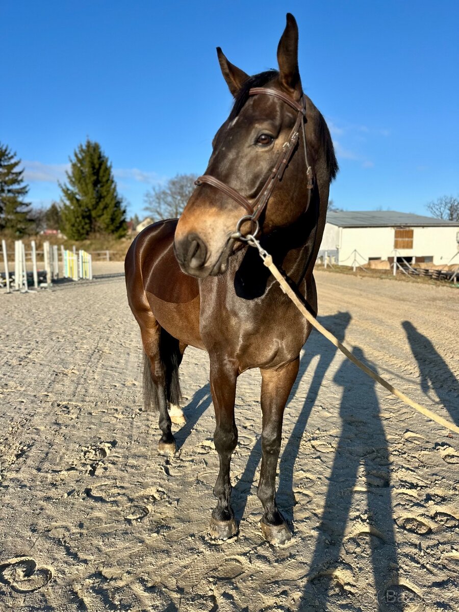 Zangersheide valach 2020