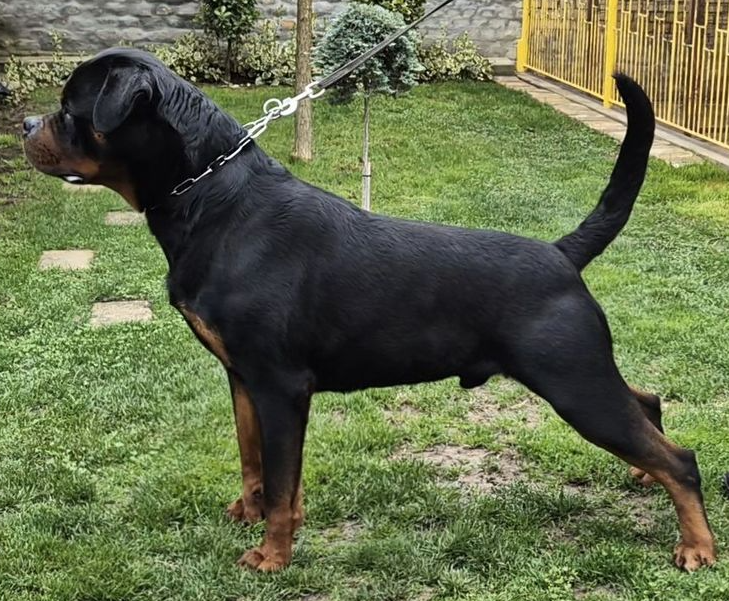 Steniatka rottweilera,rotvajlera,rtw,rotty s PP