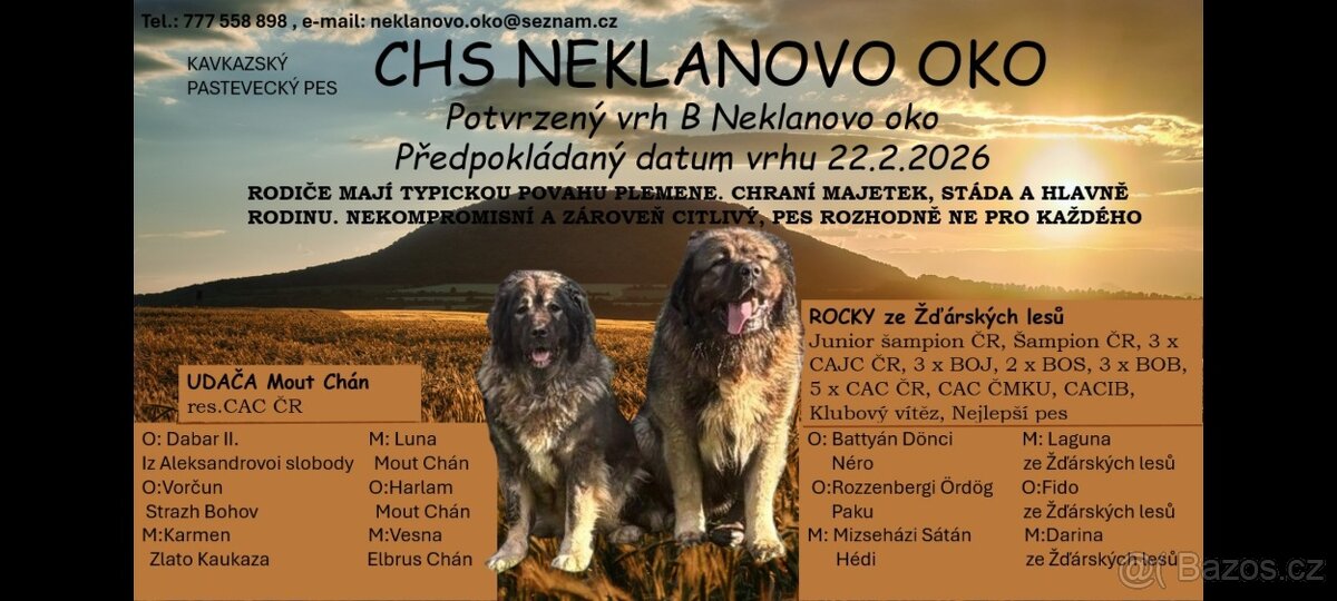 Kavkazský pastevecký pes