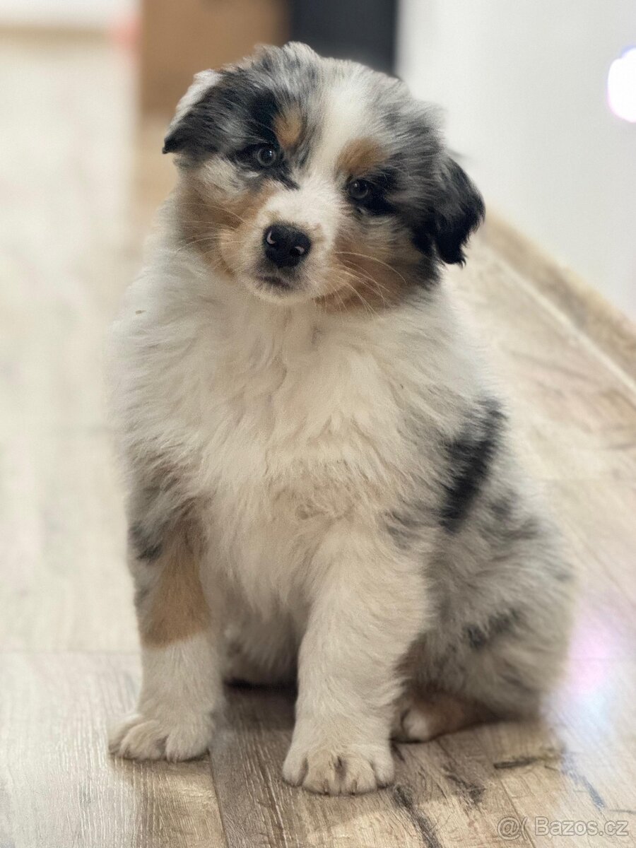 Australsky ovcak s PP