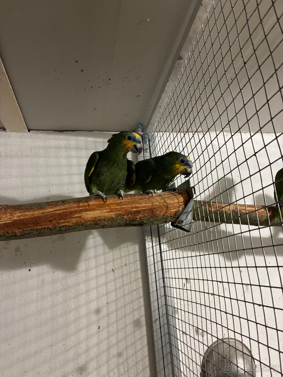 Amazoňan oranžovokřídlý