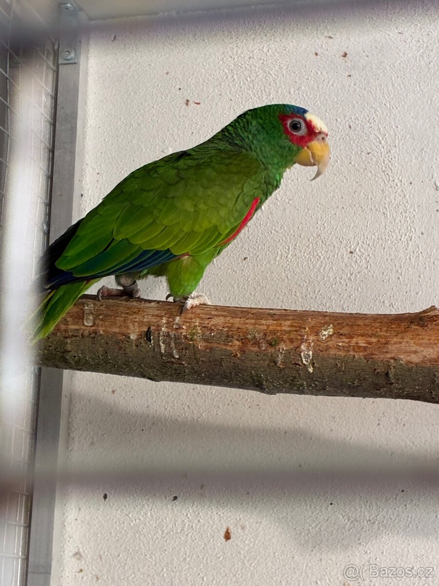 Amazoňan běločelý