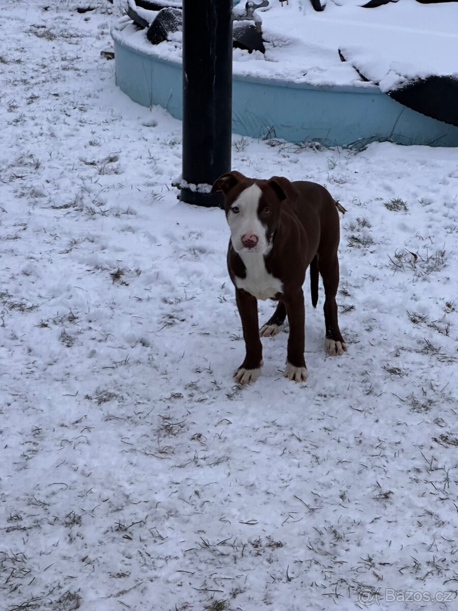 Americký stafordširský teriér