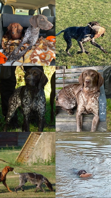 Německý krátkosrstý ohař