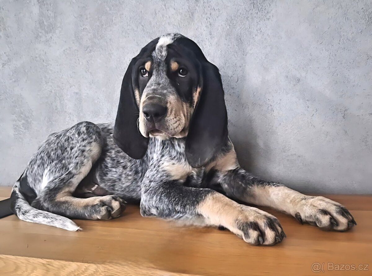 MALÝ MODRÝ GASKONJSKÝ HONUR