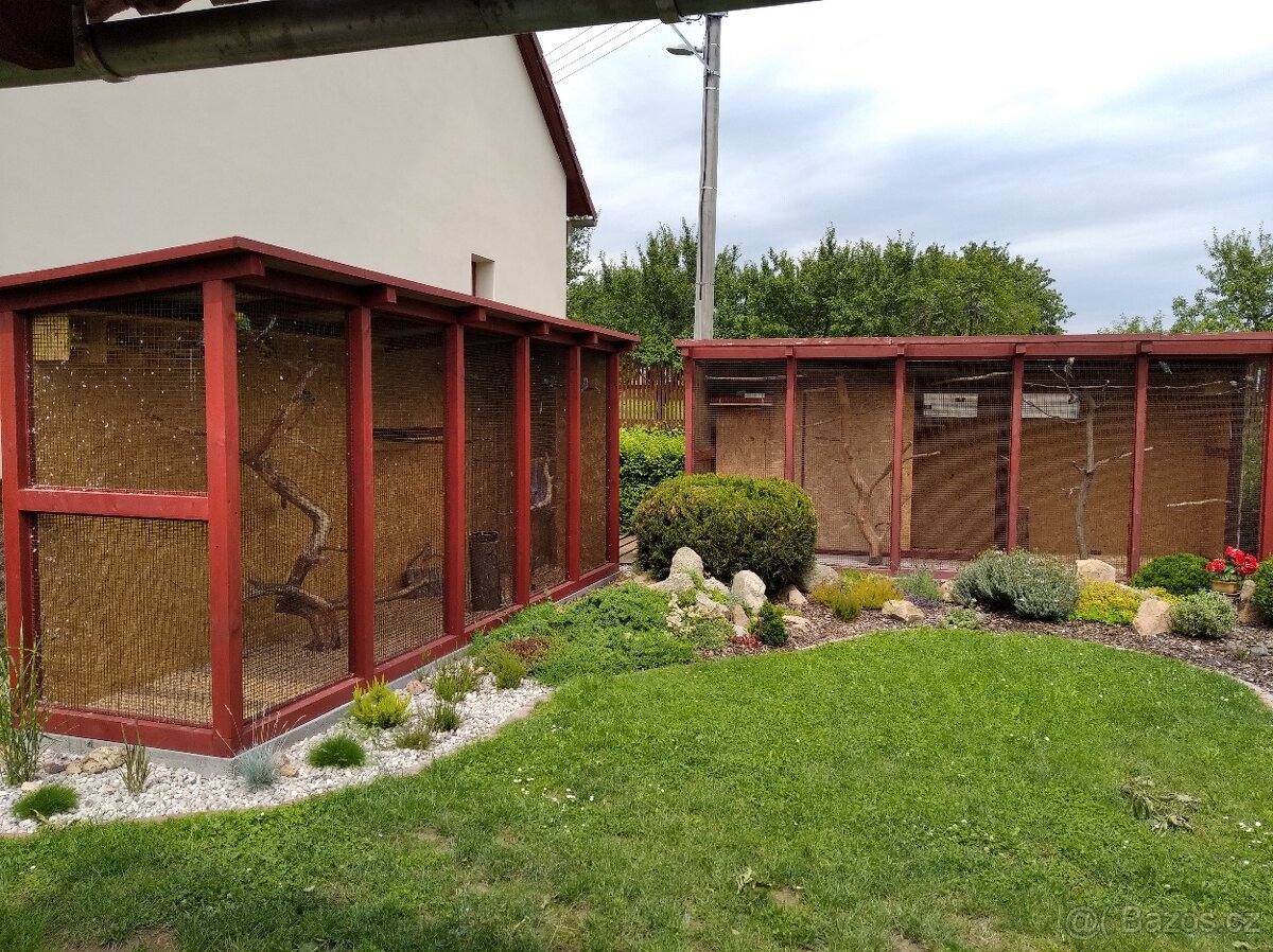 agapornis fischeri s /DNA/ Jižní čechy