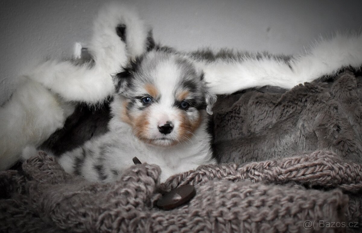 Australský ovčák s PP