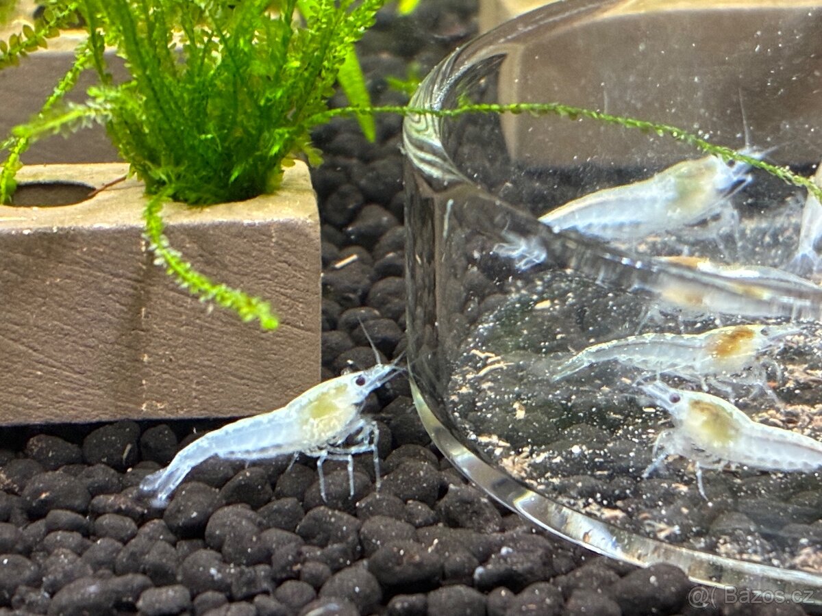 Krevetky bílé White Pearl