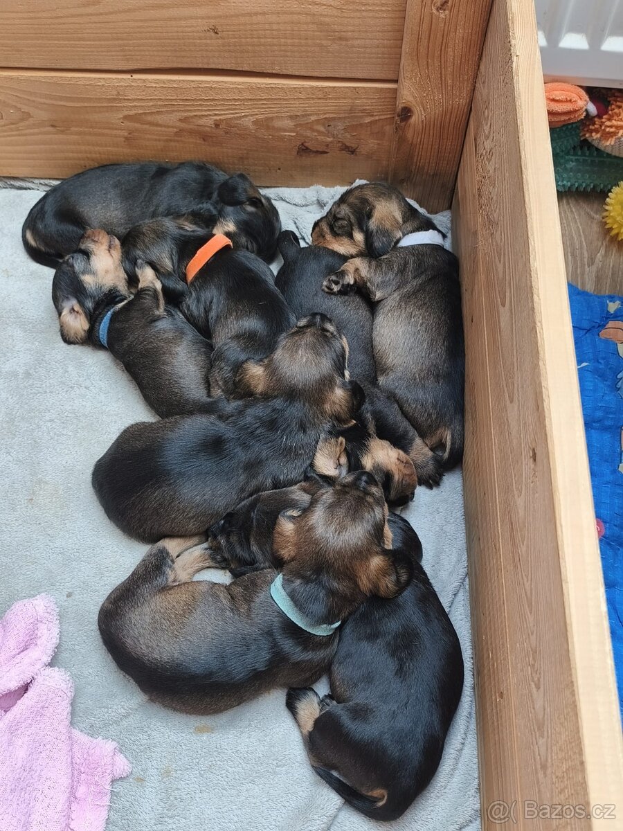 Jezevčík drsnosrstý standard