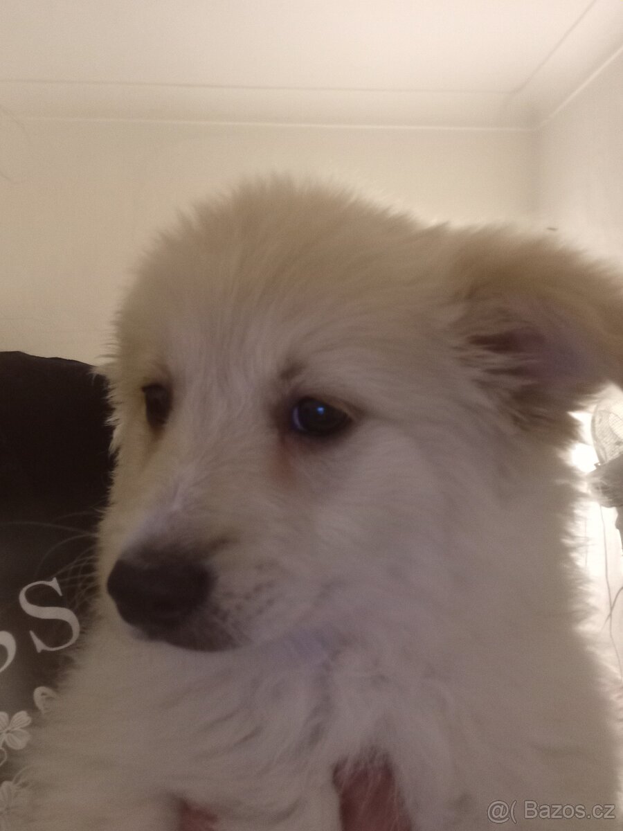 Německý špic bílý