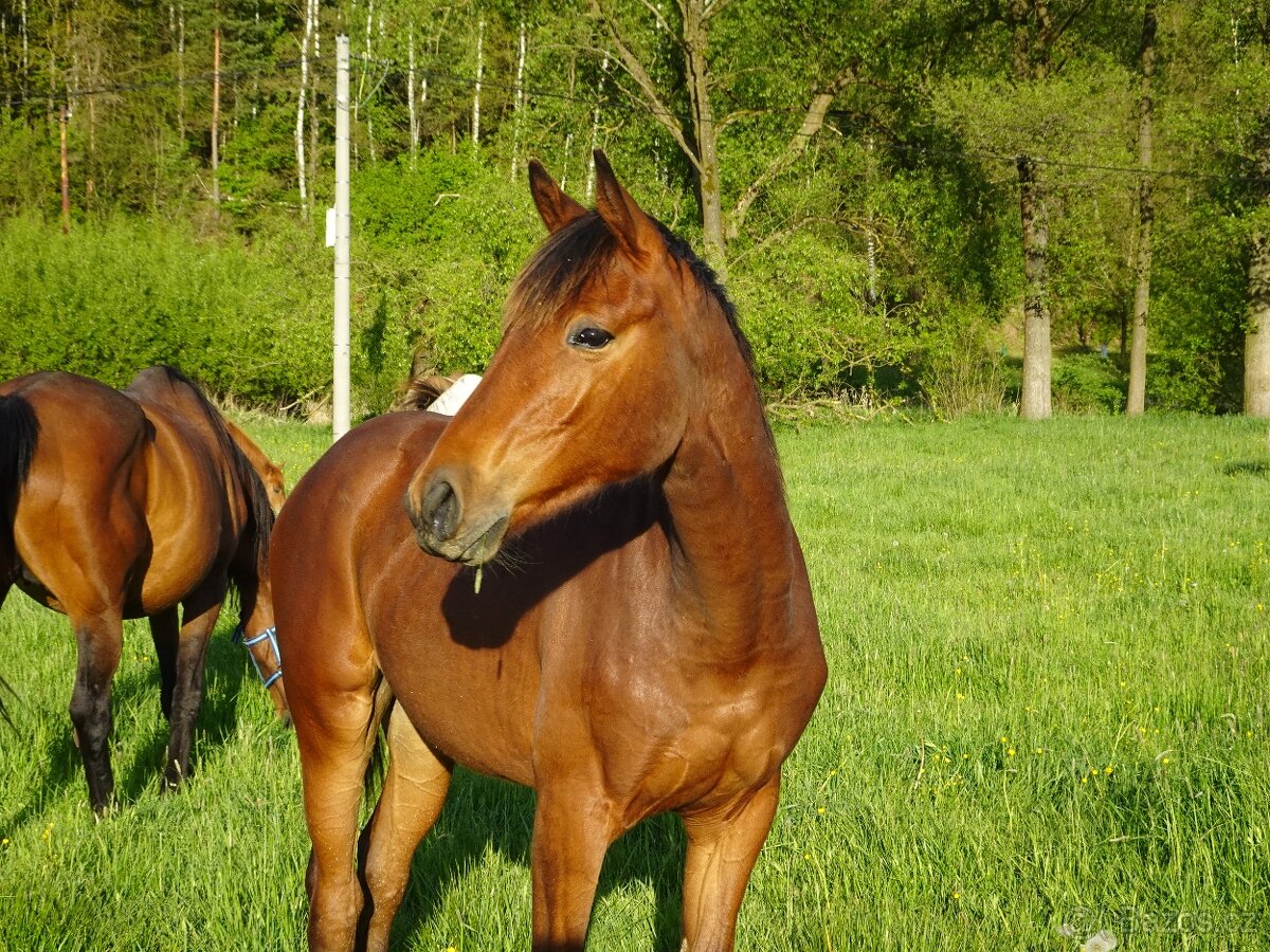 Prodám dvouletou klisnu KK s PP,