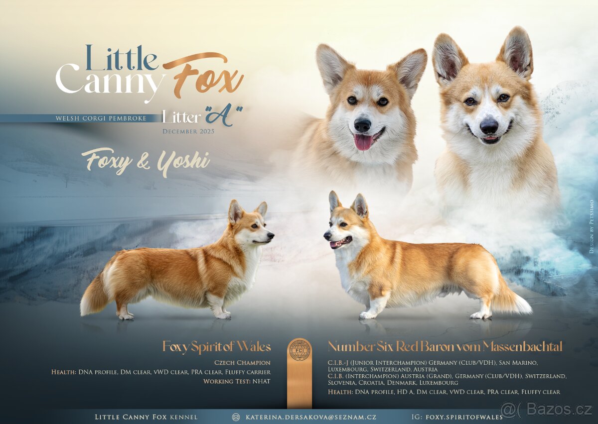 Welsh Corgi Pembroke s PP