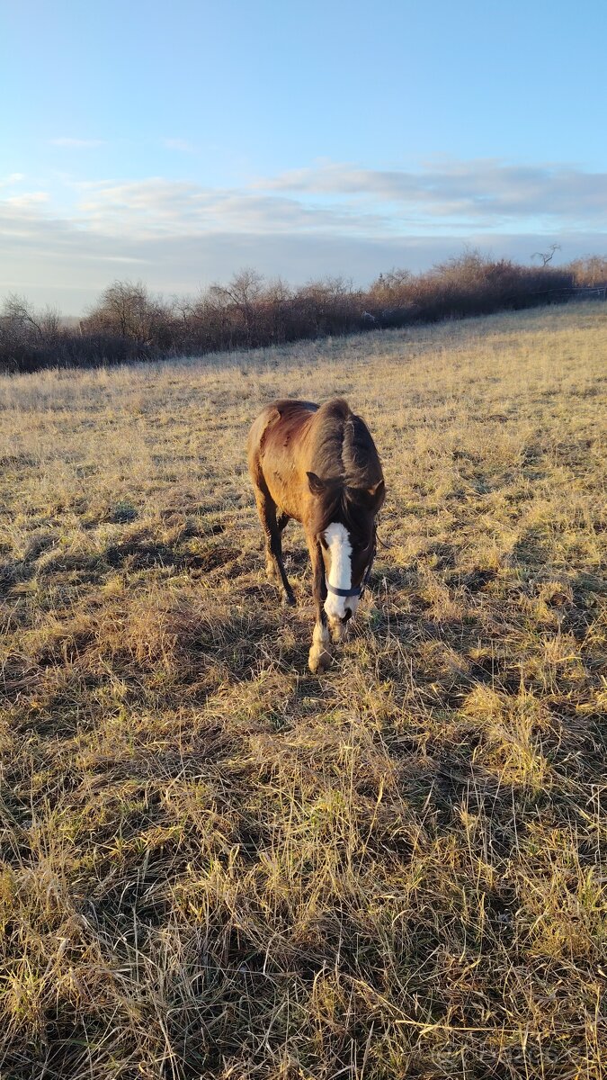 Prodám Welsh padr bret