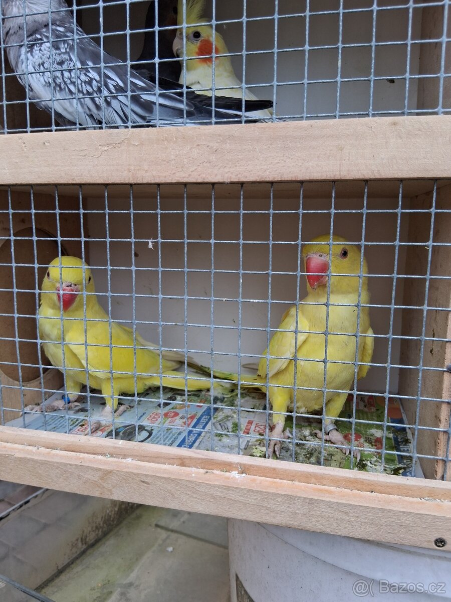 Alaxandr malý- lutino prodam