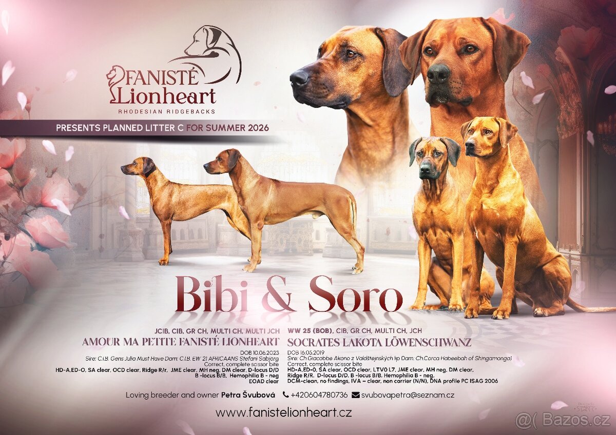 Rhodéský Ridgeback štěňátka s PP