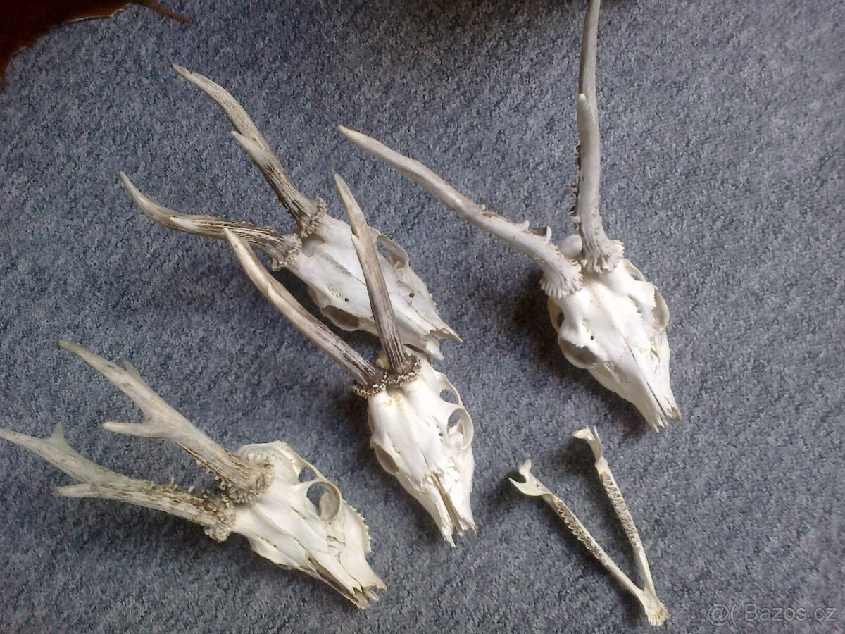 Paroží dekorace 4ks