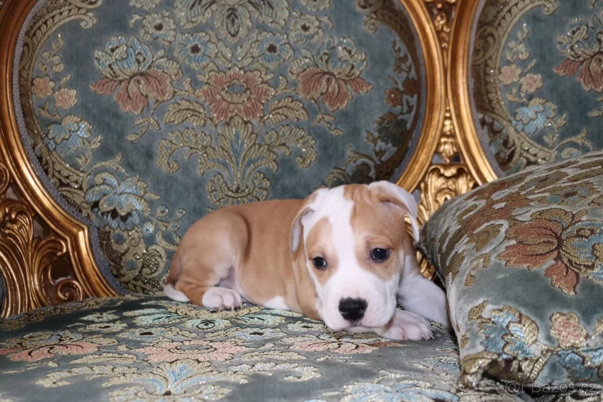 Americký Stafordširský Teriér