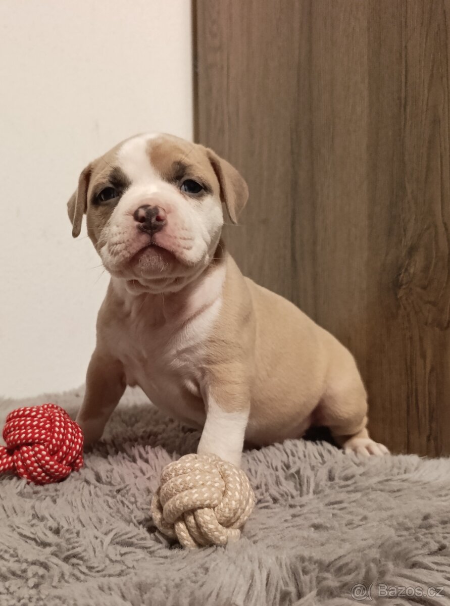 American Bully Standard