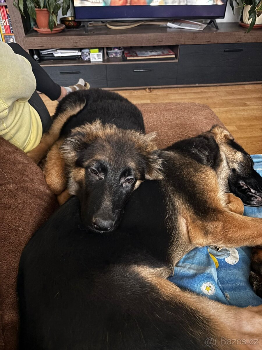 Nemecky ovčák typu Rex(štěňata)