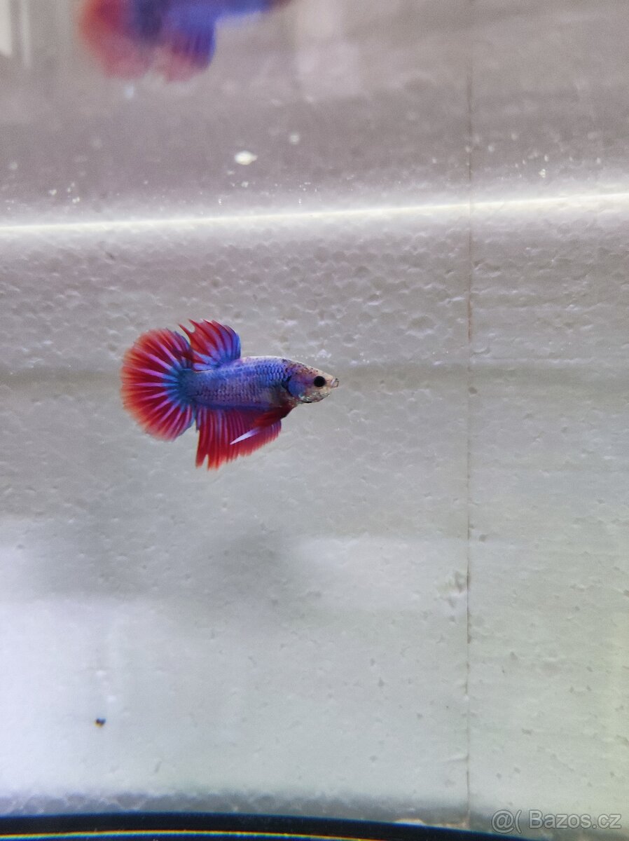 Betta bojovnice