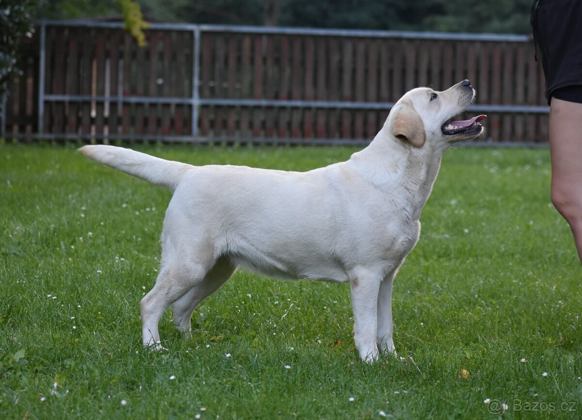 Labradorský retriever s PP