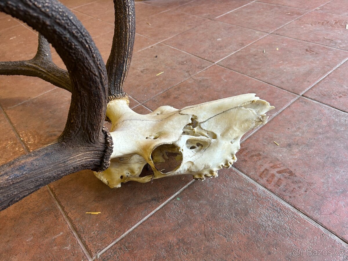 VELIKÉ TROFEJNÍ JELENÍ PAROŽÍ