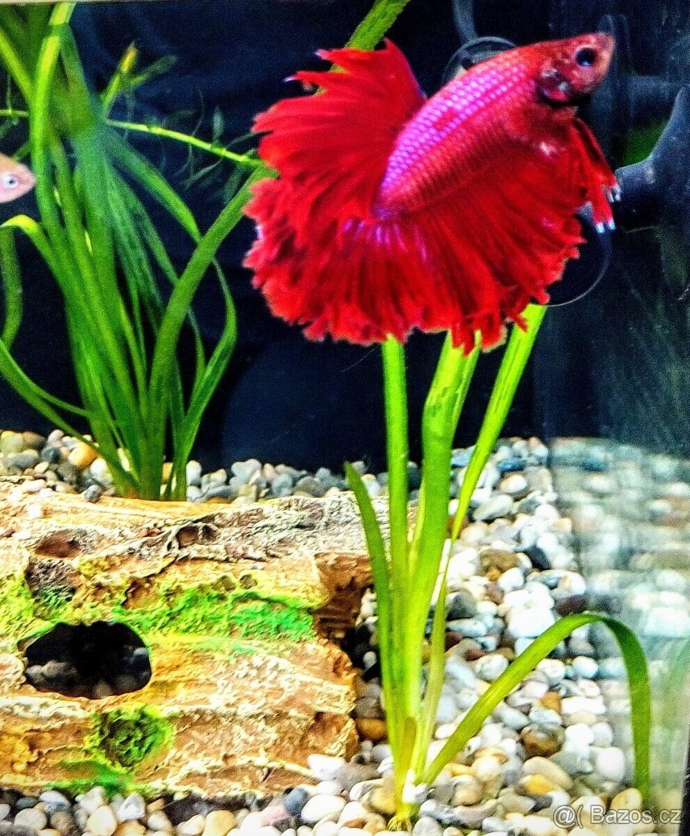 Betta Splendens velké ryby, poctivě krmené