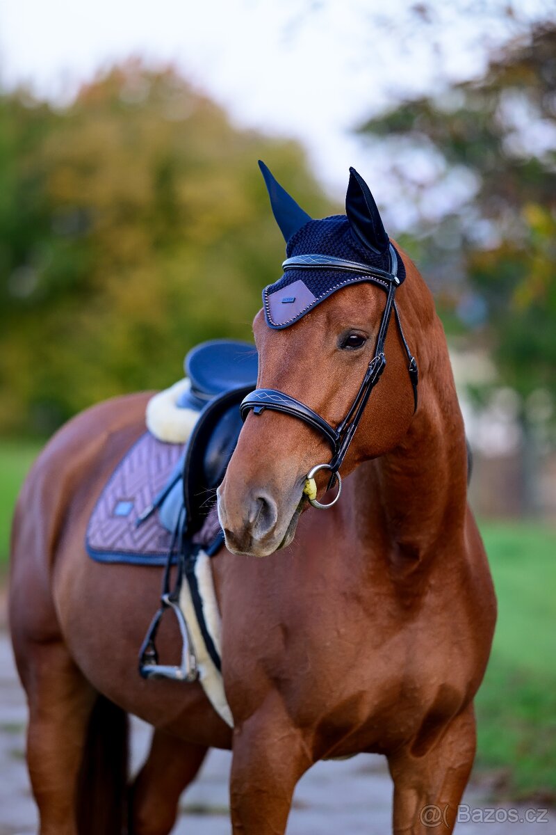 8 letá kobyla k prodeji