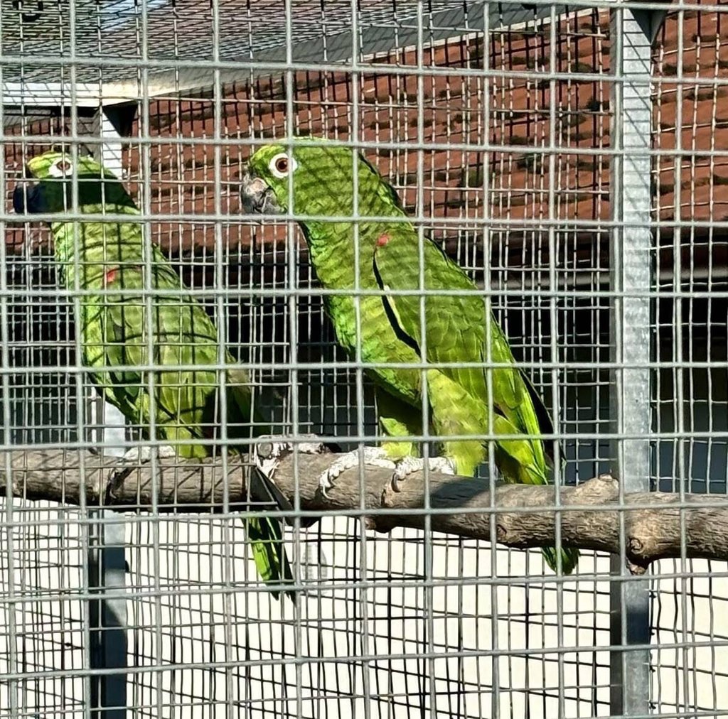 Amazoňan žlutohlavý surinamský