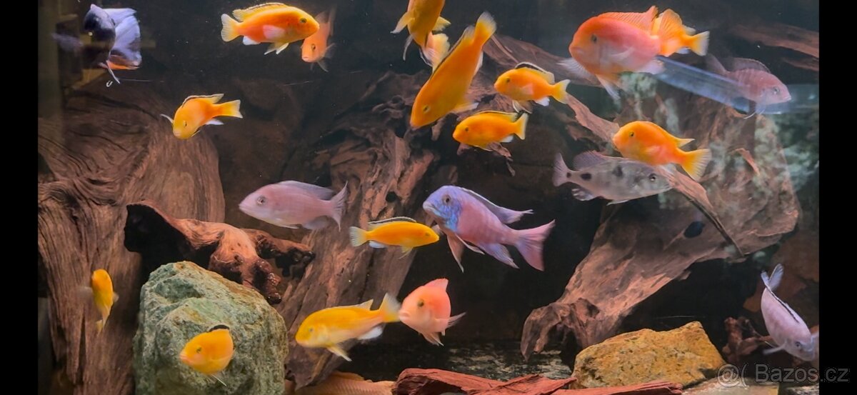 Africké cichlidy, axolotly