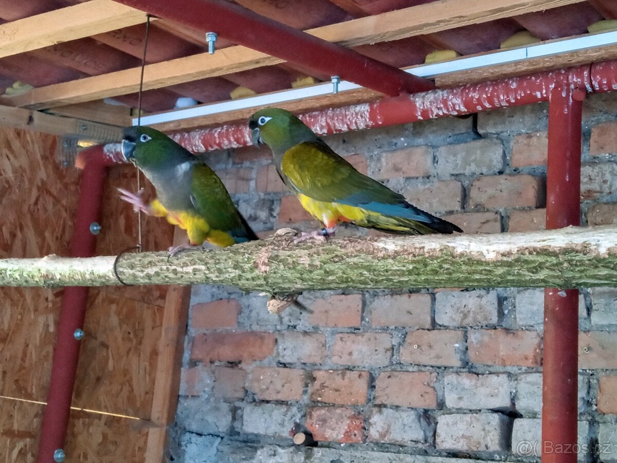 Papoušek patagonský