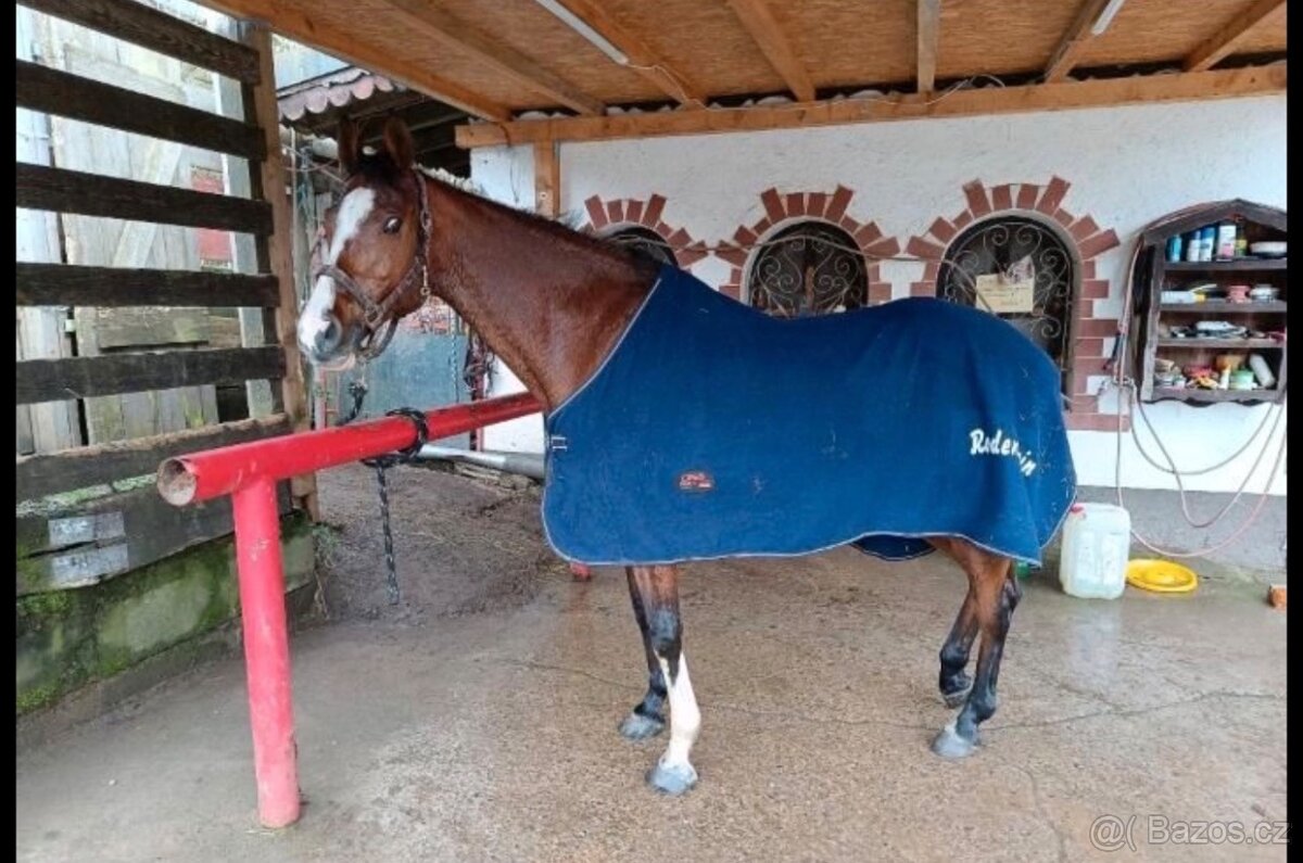 Prodám kobylu po Chin Chin