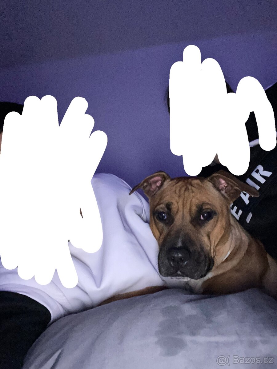 Hledám fenku jmenem Ejmi