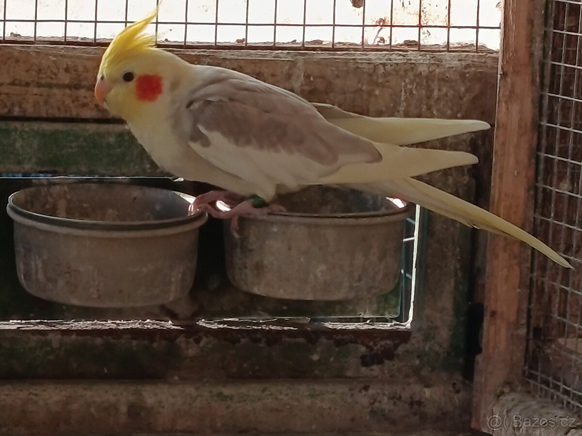 Prodej andulek a korel.