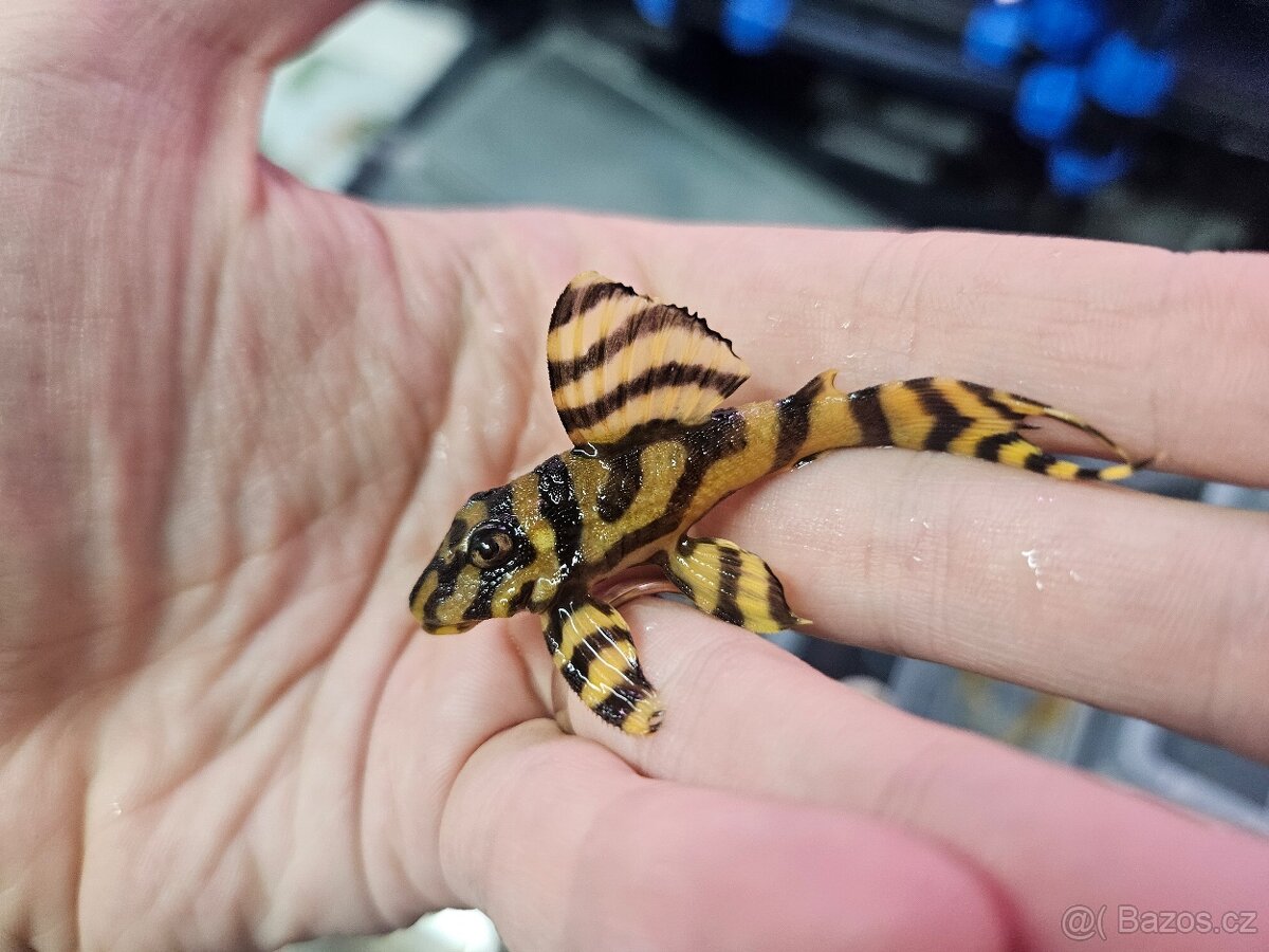 L 333 Gold line AAA - odchov