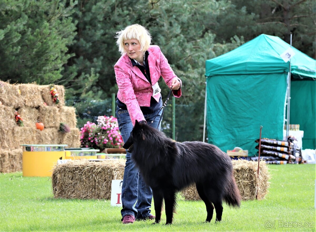 Belgický ovčiak groenendael FCI s PP po šampiónoch