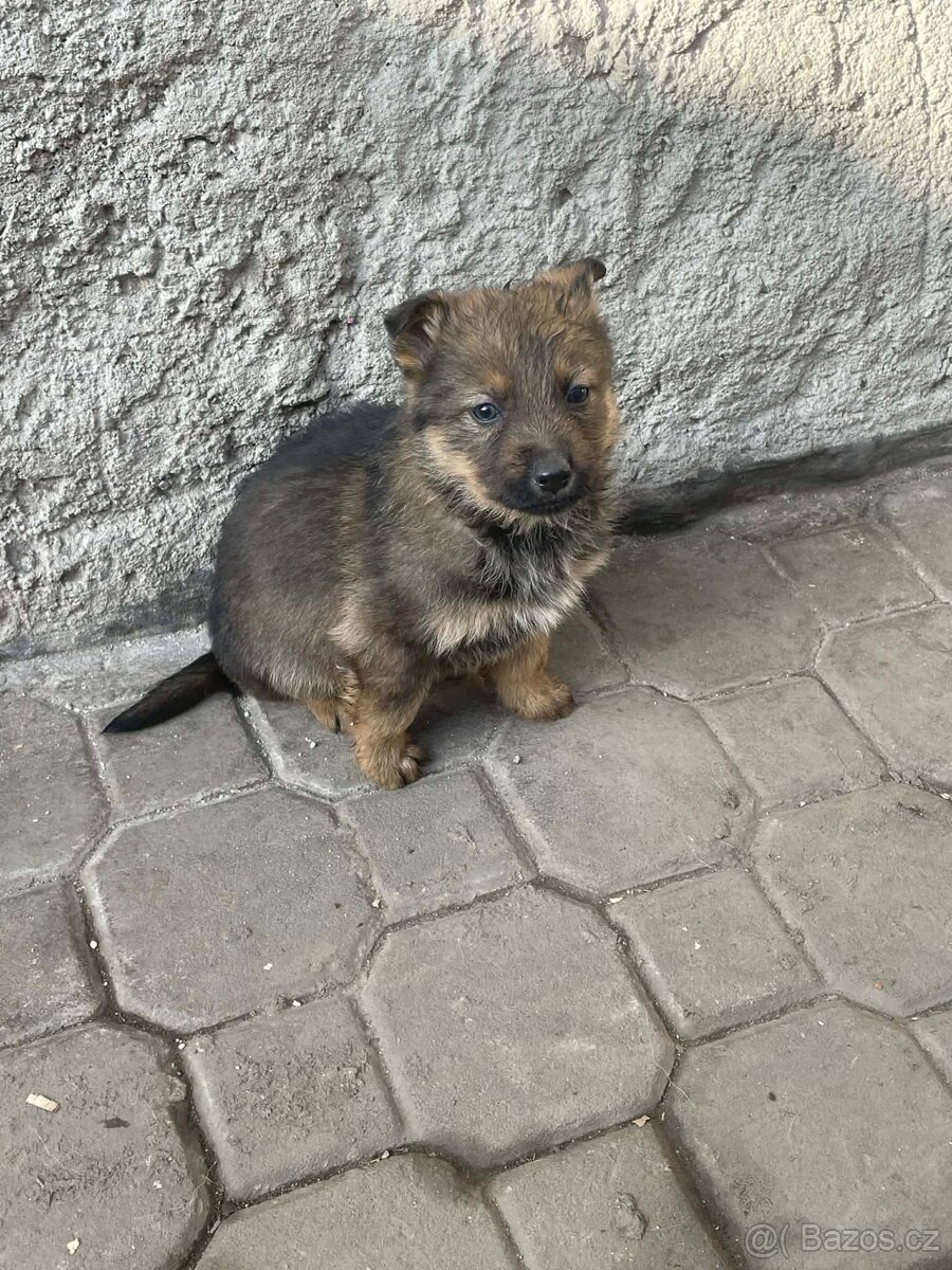 Štěně německého ovčáka