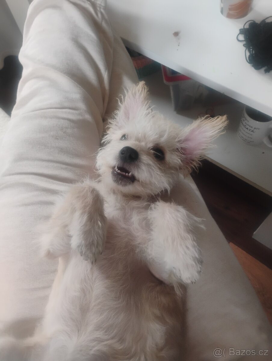 Prodám štěňátko