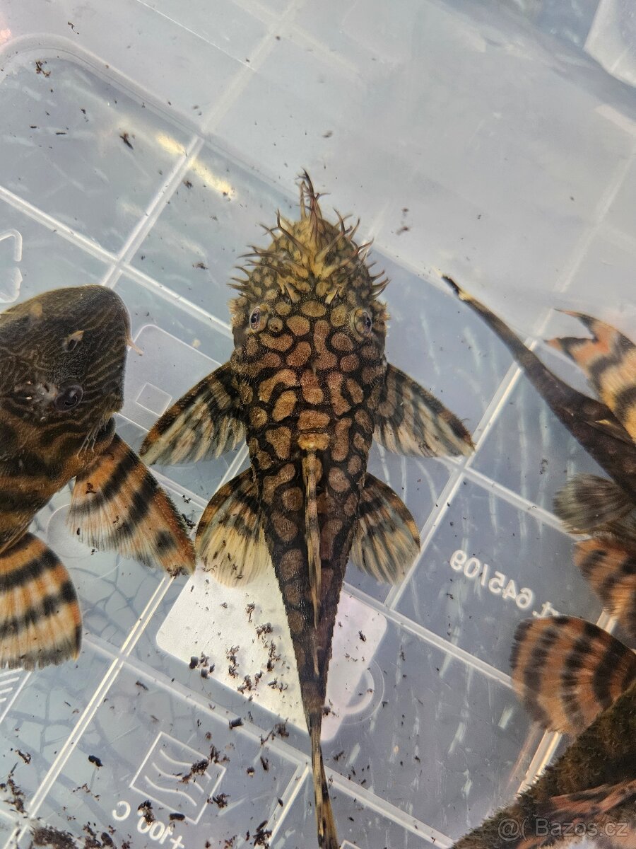 Ancistrus sp. “Rio Itenez” Kiefneri II - L519