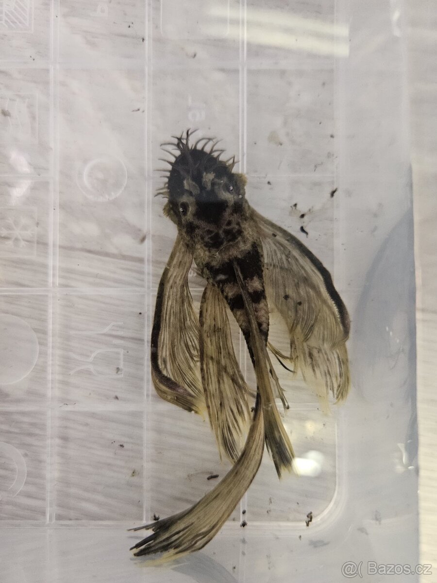 Ancistrus Green Dragon Long Fin - samec