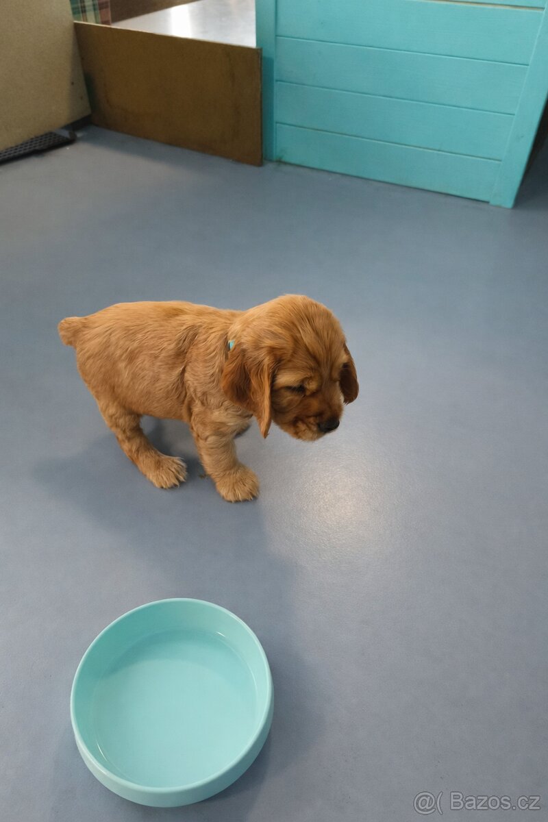 Anglický kokršpaněl