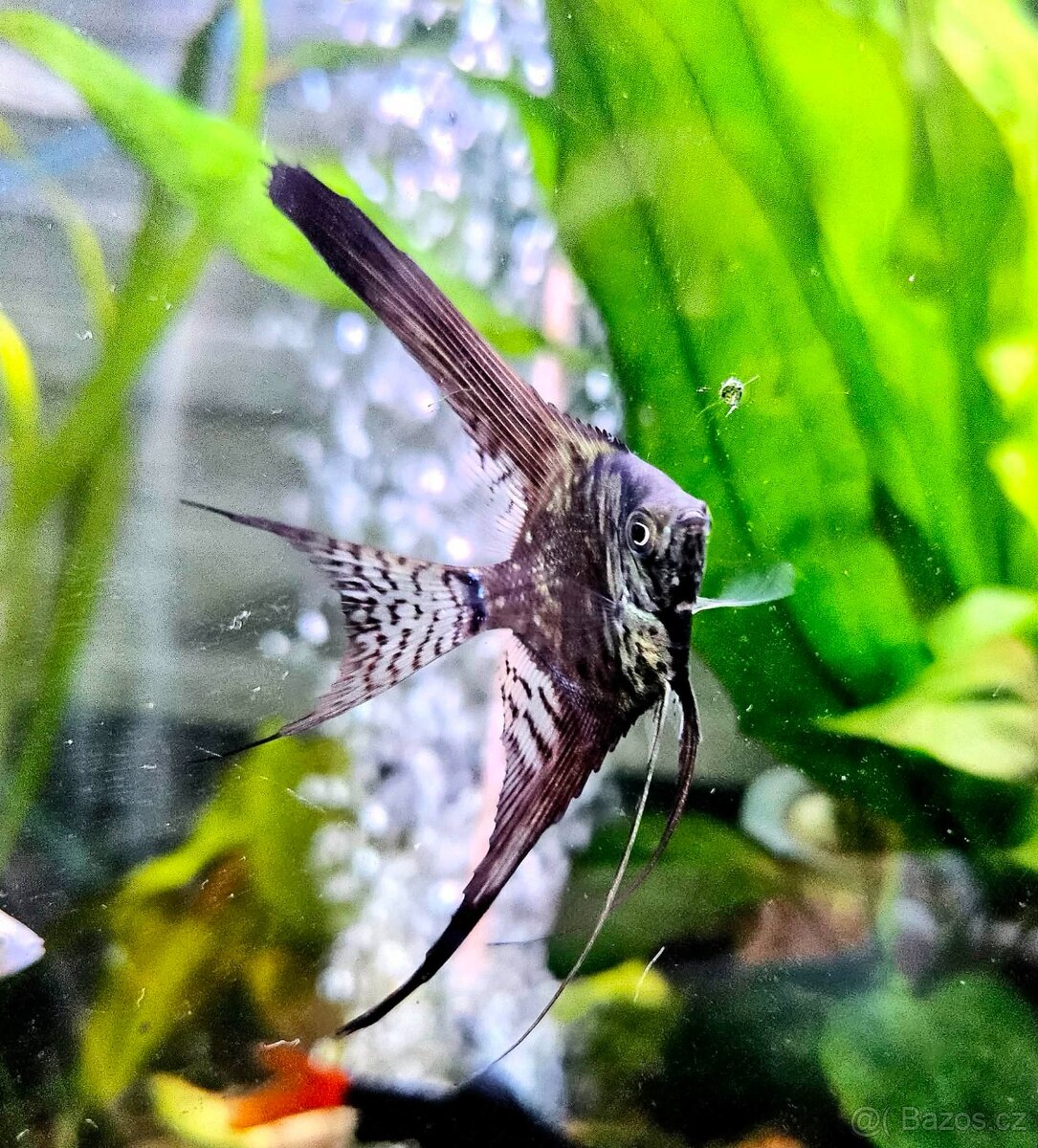 Skalára Amazonská Long Fin